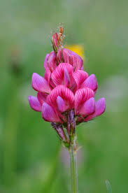 Image result for Onobrychis viciifolia