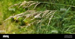 Attēlu rezultāti vaicājumam “Calamagrostis purpurea”