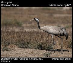 Attēlu rezultāti vaicājumam “Grus grus”
