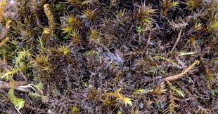 Attēlu rezultāti vaicājumam “Didymodon rigidulus”