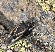 Image result for Rhyparochromus