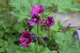 Image result for Malva sylvestris var. mauritiana