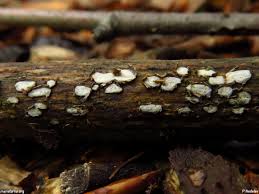 Attēlu rezultāti vaicājumam “Propolis farinosa”