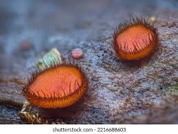 Attēlu rezultāti vaicājumam “Scutellinia scutellata”