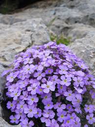 Image result for Aubrieta hybrida (cultorum)