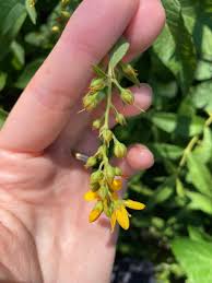 Attēlu rezultāti vaicājumam “Lysimachia vulgaris flower”
