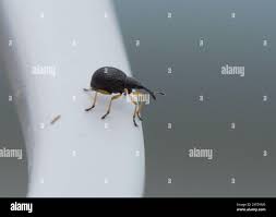 Attēlu rezultāti vaicājumam “Protapion sp.”