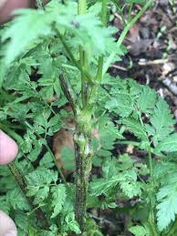 Image result for Chaerophyllum aureum