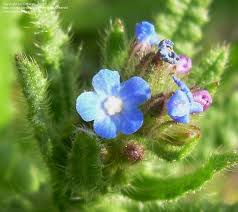 Attēlu rezultāti vaicājumam “Anchusa arvensis flower”