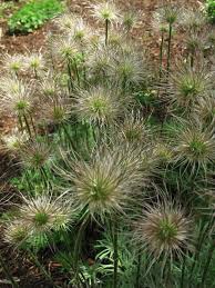 Attēlu rezultāti vaicājumam “Pulsatilla vulgaris”