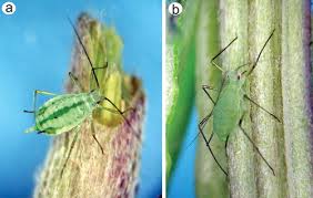Attēlu rezultāti vaicājumam “Macrosiphoniella absinthii”