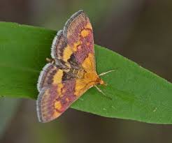 Attēlu rezultāti vaicājumam “Pyrausta aurata”