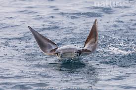 Image result for Mobula munkiana