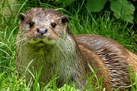 Image result for Worthing Otters