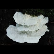 Attēlu rezultāti vaicājumam “Postia”