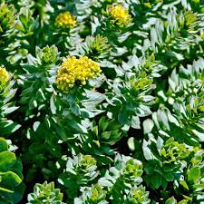 Attēlu rezultāti vaicājumam “Rhodiola rosea”