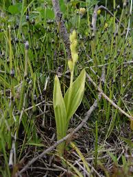 Attēlu rezultāti vaicājumam “Liparis loeselii flower”