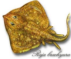 Image result for Raja brachyura