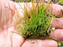 Attēlu rezultāti vaicājumam “Phaeoceros laevis subsp. carolinianus”