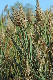 Attēlu rezultāti vaicājumam “Phragmites communis leaf”