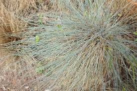 Attēlu rezultāti vaicājumam “Festuca ovina flower”