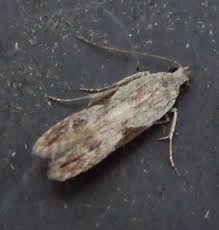 Attēlu rezultāti vaicājumam “Hypatima rhomboidella”