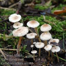 Attēlu rezultāti vaicājumam “Collybia cirrhata”