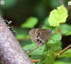 Attēlu rezultāti vaicājumam “Lopinga achine underside”