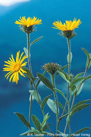 Image result for Inula hirta