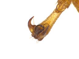 Attēlu rezultāti vaicājumam “Trichiosoma”