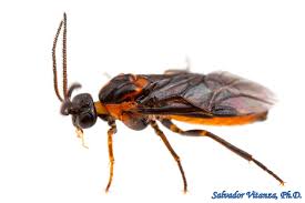 Attēlu rezultāti vaicājumam “Argidae”