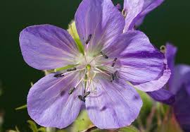 Image result for Geranium pratense