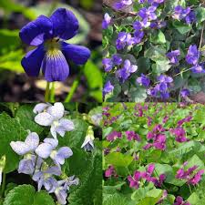 Attēlu rezultāti vaicājumam “Viola sororia flower”
