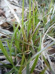 Attēlu rezultāti vaicājumam “Carex ericetorum”