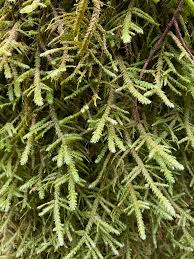 Attēlu rezultāti vaicājumam “Neckera”