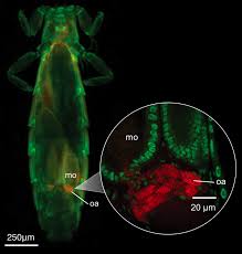Attēlu rezultāti vaicājumam “Licea pusilla spores”