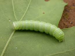 Attēlu rezultāti vaicājumam “Orthosia sp. larva”