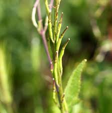 Attēlu rezultāti vaicājumam “Sinapis arvensis fruit”