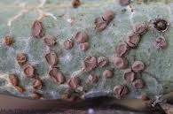 Attēlu rezultāti vaicājumam “Diderma rufostriatum”