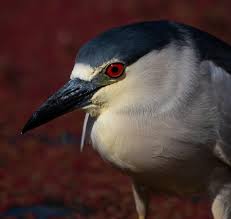 Attēlu rezultāti vaicājumam “Nycticorax nycticorax adult”