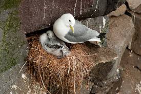 Attēlu rezultāti vaicājumam “Rissa tridactyla nest”