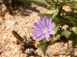 Attēlu rezultāti vaicājumam “Lactuca tatarica flower”