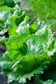 Attēlu rezultāti vaicājumam “Lactuca sativa”