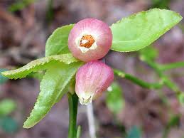 Attēlu rezultāti vaicājumam “Vaccinium myrtillus flower”