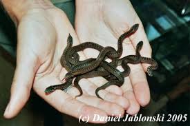 Attēlu rezultāti vaicājumam “Vipera berus”