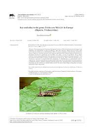 Attēlu rezultāti vaicājumam “Trichocera regelationis”