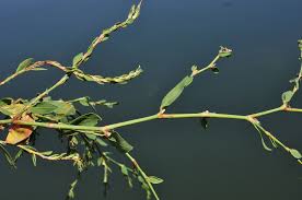 Attēlu rezultāti vaicājumam “Polygonum aviculare”