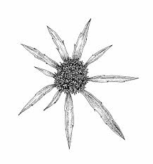 Attēlu rezultāti vaicājumam “Eryngium planum fruit”