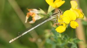 Attēlu rezultāti vaicājumam “Platycnemis pennipes”