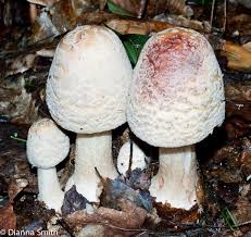 Attēlu rezultāti vaicājumam “Amanita rubescens”